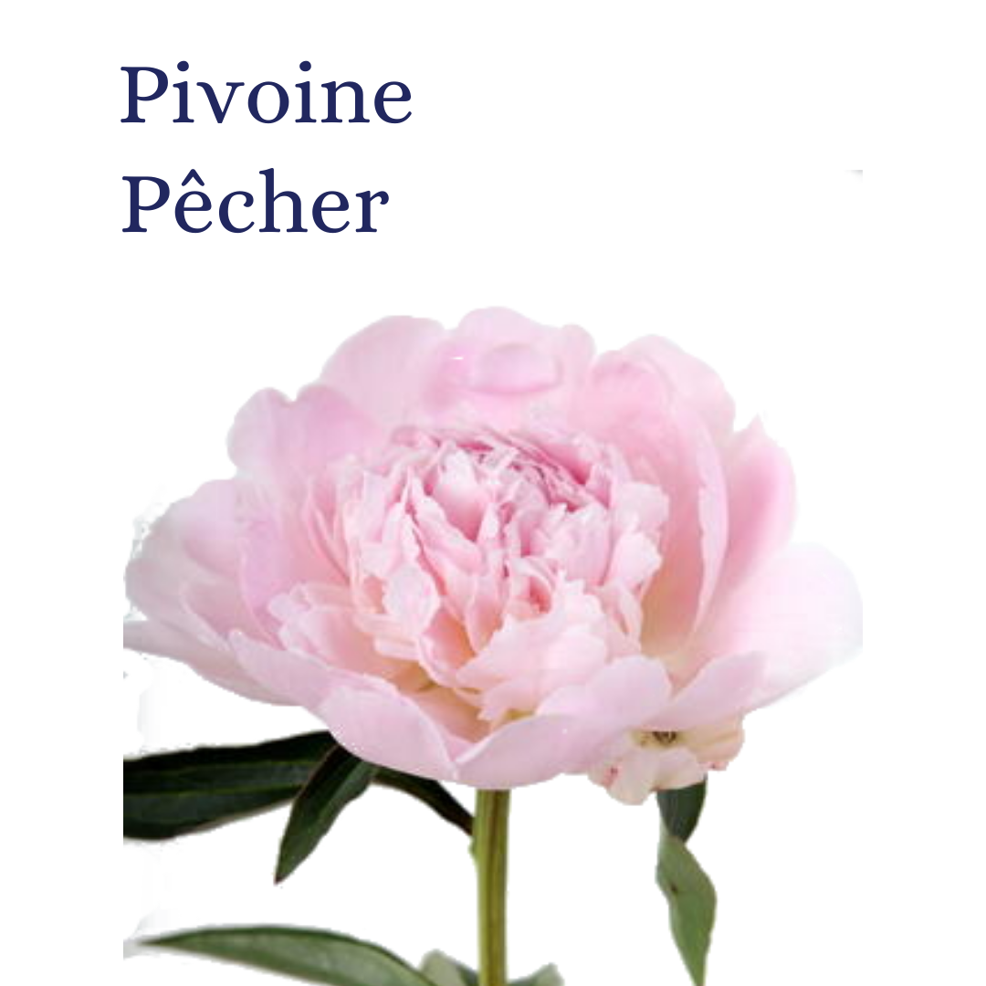 PIVOINE PECHER  20T $$$